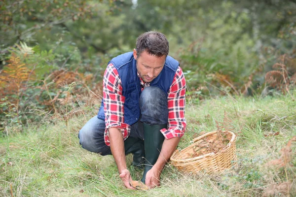 Closeup of man with basket looking for mushrooms on the ground — Stock Photo, Image