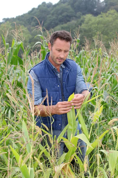 Agronomo che analizza i cereali nel campo del mais — Foto Stock