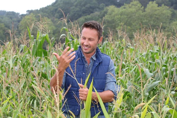 Agronomista analisando cereais no campo de milho — Fotografia de Stock