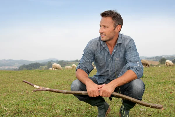 Pastor de pie en el campo verde con ovejas — Foto de Stock