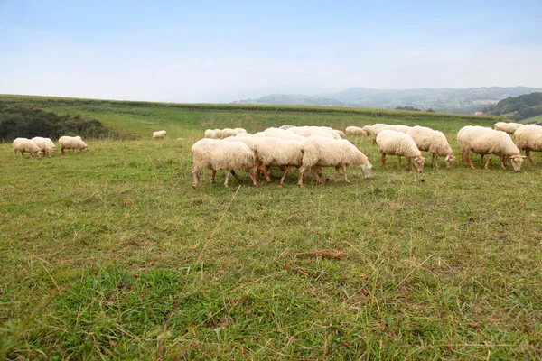 Ovelhas em paisagem rural basca — Fotografia de Stock