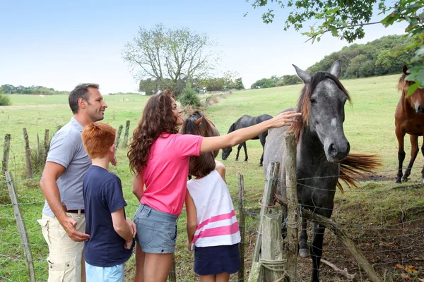 Padres e hijos acariciando caballos en el campo — Foto de Stock