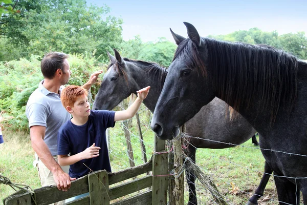 Genitori e bambini che accarezzano cavalli in campagna — Foto Stock