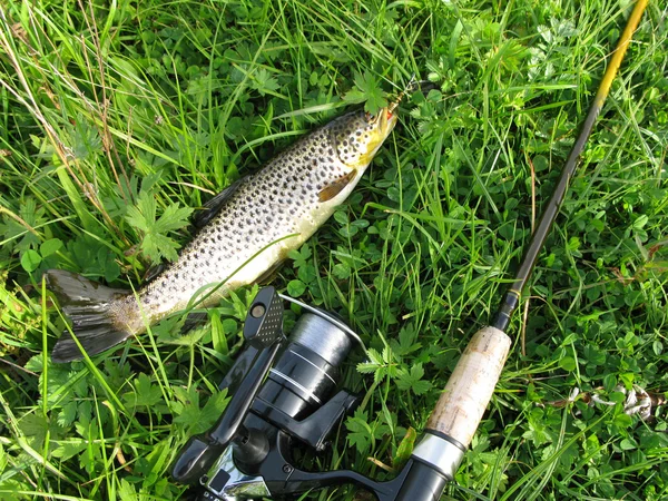 Gros plan sur les truites et la canne à pêche — Photo