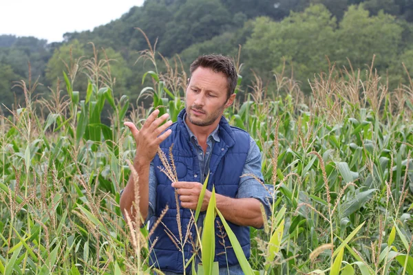 Agronomo che analizza i cereali nel campo del mais Immagine Stock