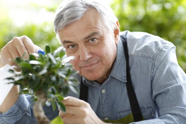 Senior man watering bonsai leaves — Stock Photo, Image