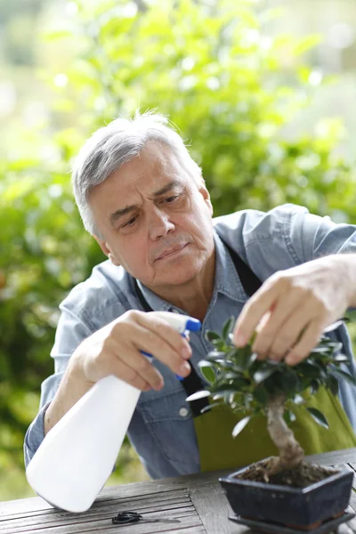 Homem sênior regando folhas de bonsai — Fotografia de Stock