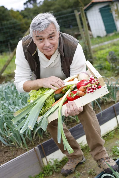 Hombre mayor en huerta recogiendo verduras —  Fotos de Stock