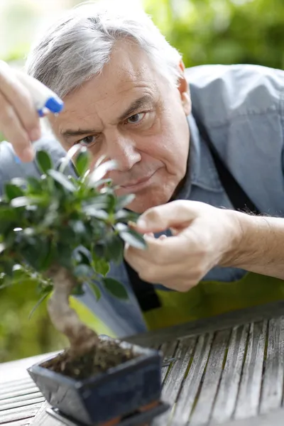 Homem sênior regando folhas de bonsai — Fotografia de Stock