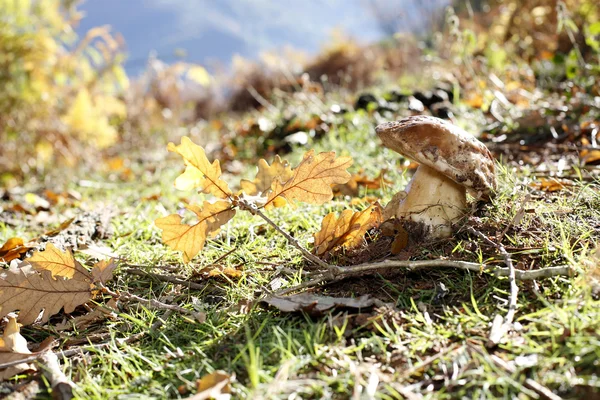 Gros plan sur les ceps dans le sol forestier — Photo