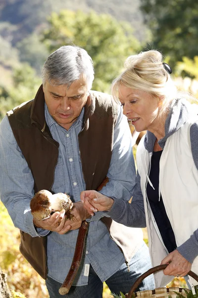 Pareja mayor en bosque sosteniendo setas ceps — Foto de Stock