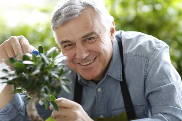 Senior Mann gießt Bonsai-Blätter — Stockfoto