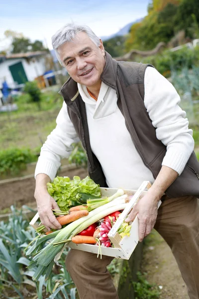 Starší muž v kuchyňské zahradě, sběr zeleniny — Stock fotografie