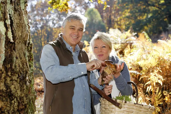Senior couple in forest holding ceps mushrooms — Stock Photo, Image