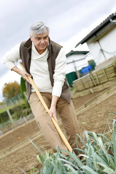 Senior man groenten in een moestuin te cultiveren — Stockfoto