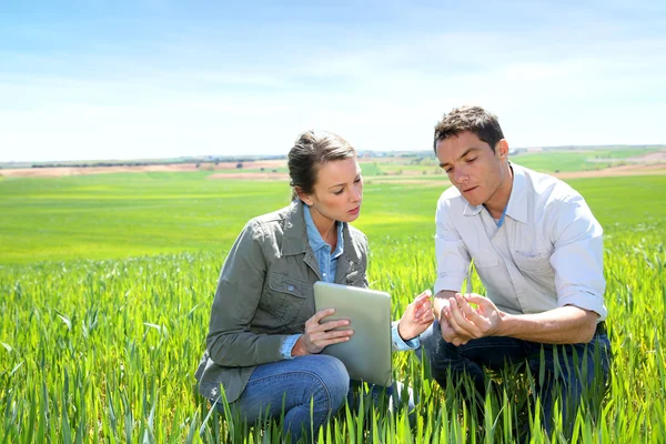 Agronom, při pohledu na kvalitě pšenice se farmář — Stock fotografie