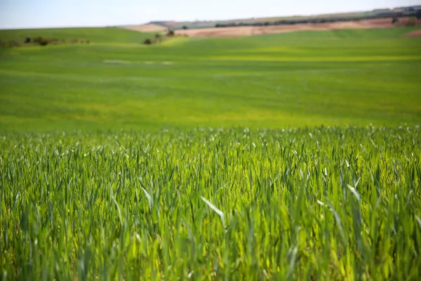 Weergave van tarweveld in de lente seizoen — Stockfoto