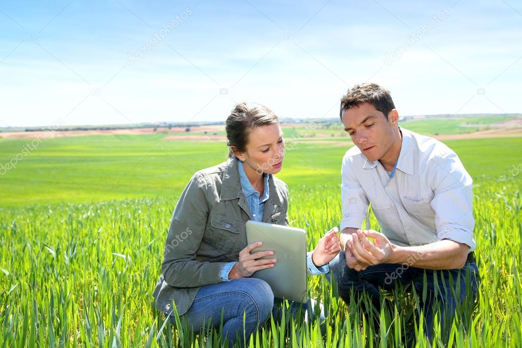 Agronomist looking at wheat quality with farmer