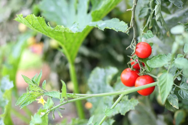 붉은 토마토 다발 — 스톡 사진