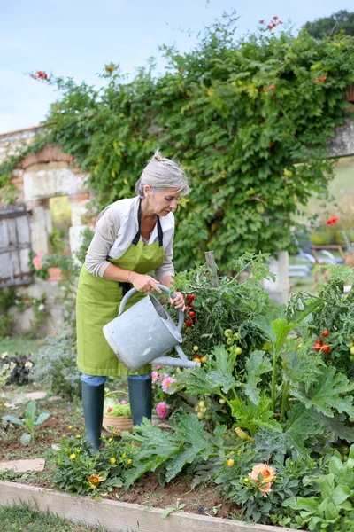 Femme âgée arrosage potager — Photo