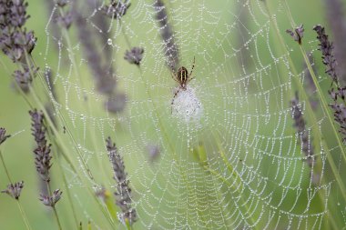 çiğ ile spiderweb