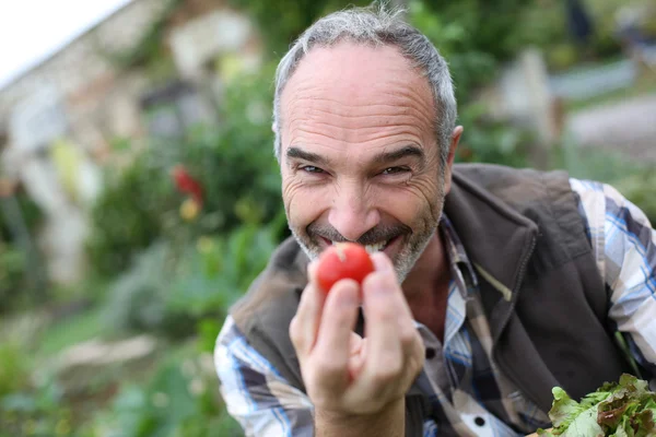 Hombre mayor mostrando tomates — Foto de Stock