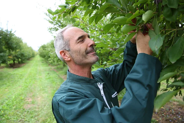 Farmář výdeje švestky ze stromů — Stock fotografie