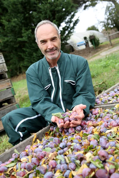 Bonden står av låda med färska frukter — Stockfoto