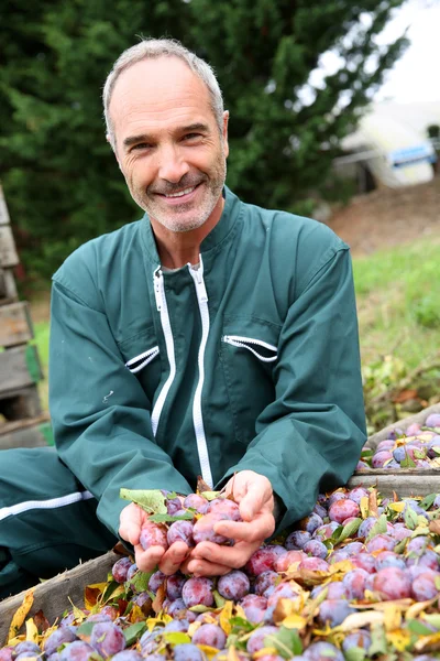 Bauer steht neben Schachtel mit frischem Obst — Stockfoto
