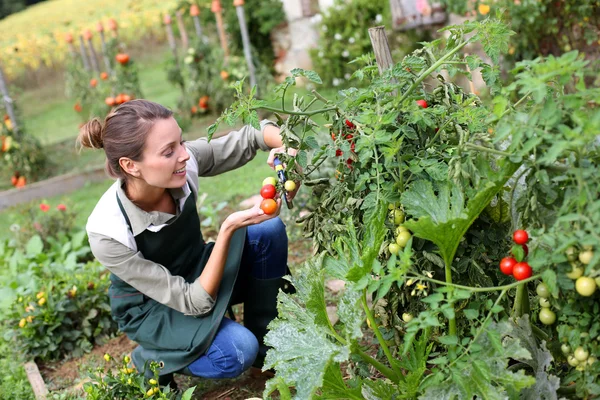 Mulher colhendo tomates — Fotografia de Stock