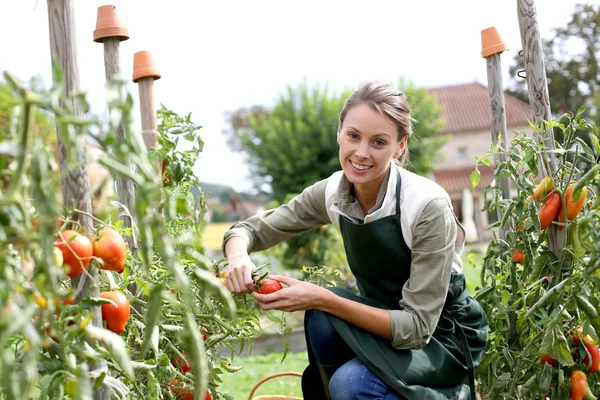 Femme cueillette de tomates — Photo