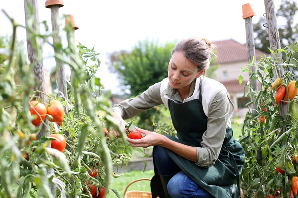 Femme cueillette de tomates — Photo