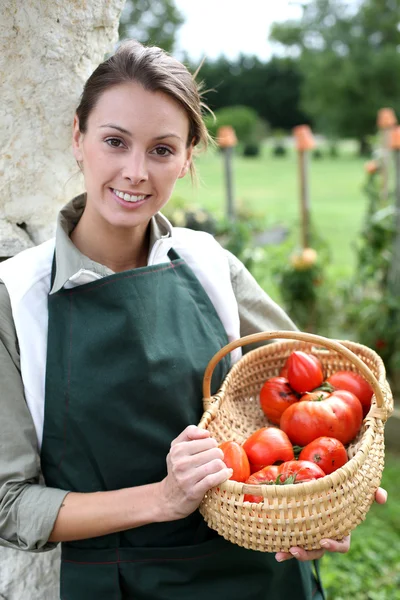 Woman holding basket of tomatoes — Stock Photo, Image