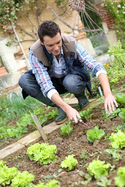 Man cultivating lettuces — Stock Photo, Image