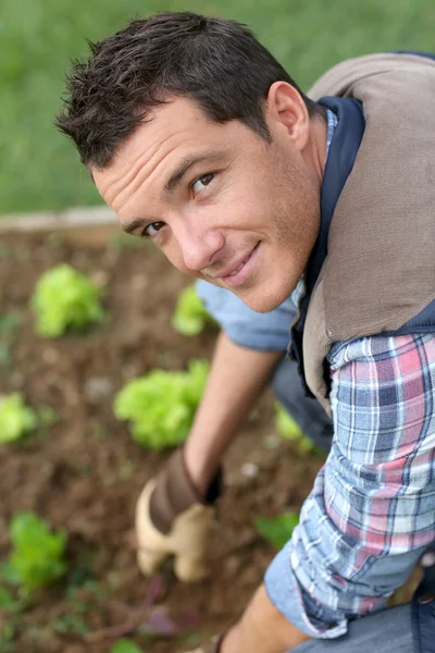 Muž pěstování saláty — Stock fotografie