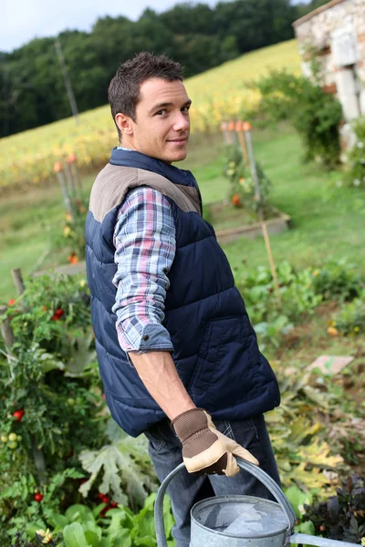 Homem que cultiva alfaces — Fotografia de Stock