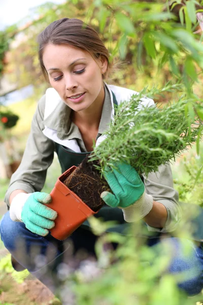 Mujer plantando hierbas aromáticas —  Fotos de Stock