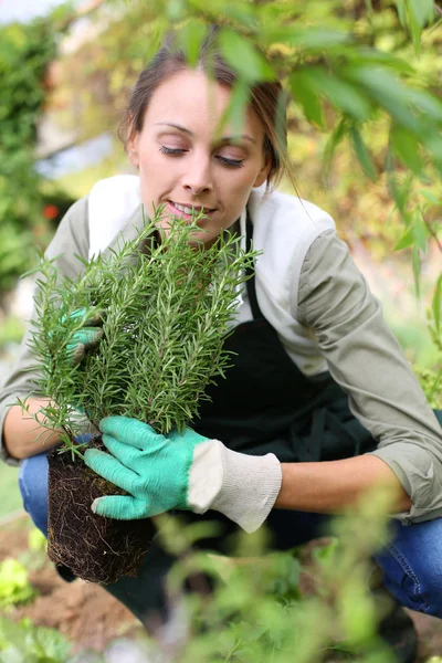 Woman planting aromatic herbs — Stock Photo, Image