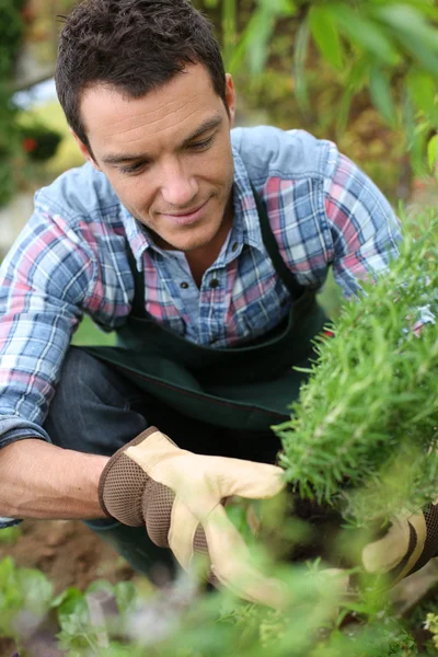 Homme plantant des herbes — Photo