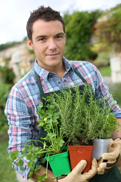 Uomo piantare erbe — Foto Stock