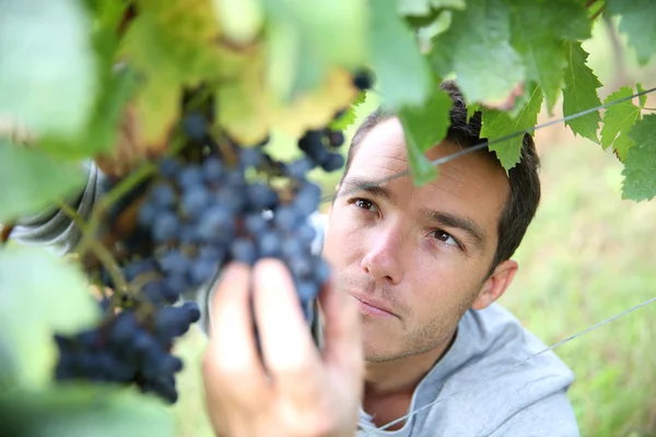 Hombre recogiendo uvas — Foto de Stock