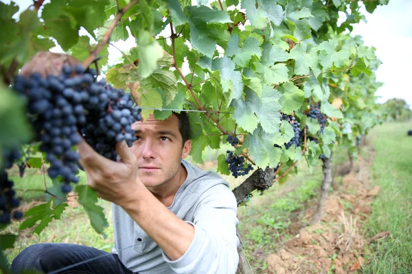 Man picking grapes — Stock Photo, Image