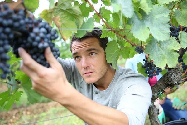 Hombre recogiendo uvas —  Fotos de Stock