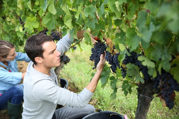 Hombre recogiendo uvas — Foto de Stock