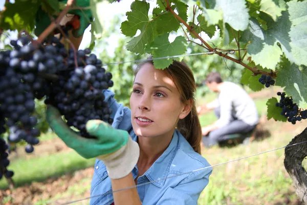 Mulher a apanhar uvas — Fotografia de Stock