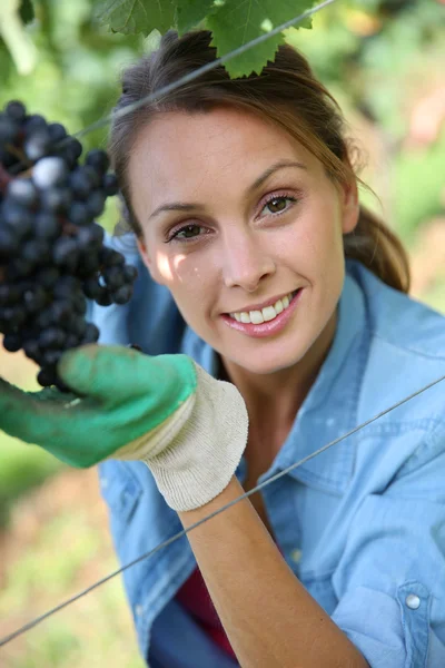 Жінка збирання винограду — стокове фото