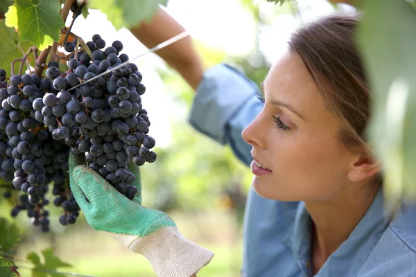 Mulher a apanhar uvas — Fotografia de Stock