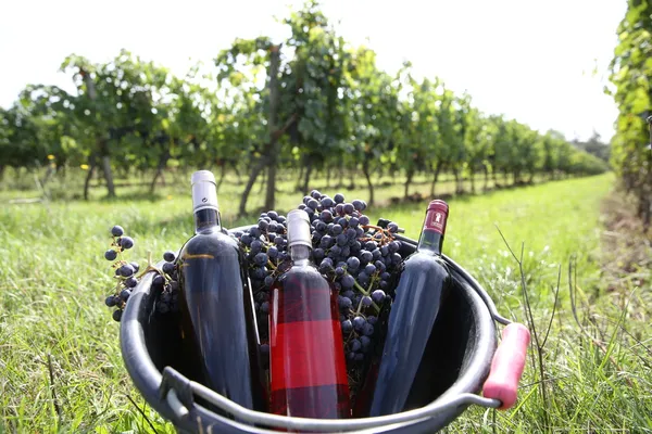 Cubo con botellas de vino en viñedo — Foto de Stock