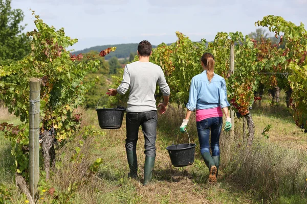 Winegrowers walking in vineyard — Stock Photo, Image