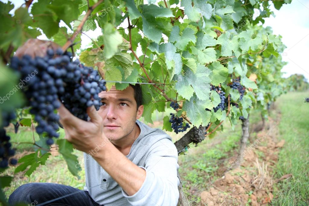 grape peeler man grape peeler man